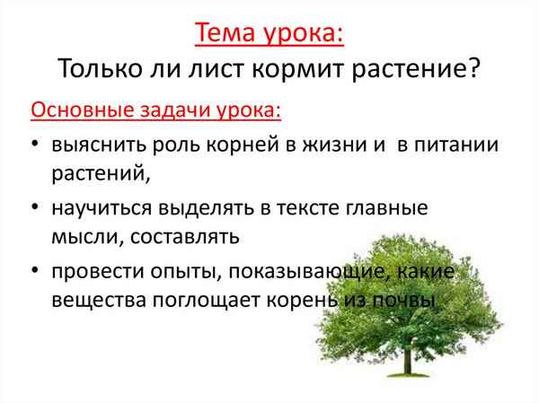 
    Урок природоведения в 5-м классе: "Только ли лист кормит растение"

      