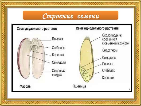 
    Урок биологии "Строение семян двудольных растений"

      