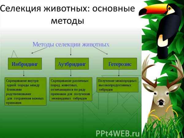 Селекция животных: особенности, методы и современные достижения