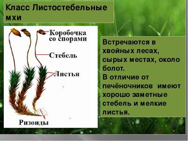 
    Урок естествознания "Мхи"

      