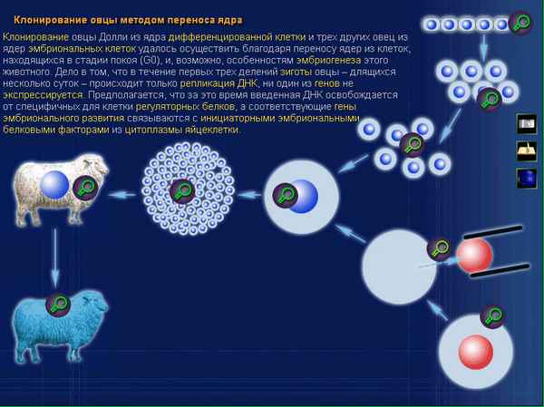 
    Новое в биологии: клонирование (театрализованный диспут)

      