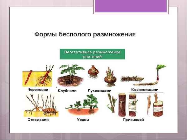 
    Вегетативное размножение. 6-й класс

      