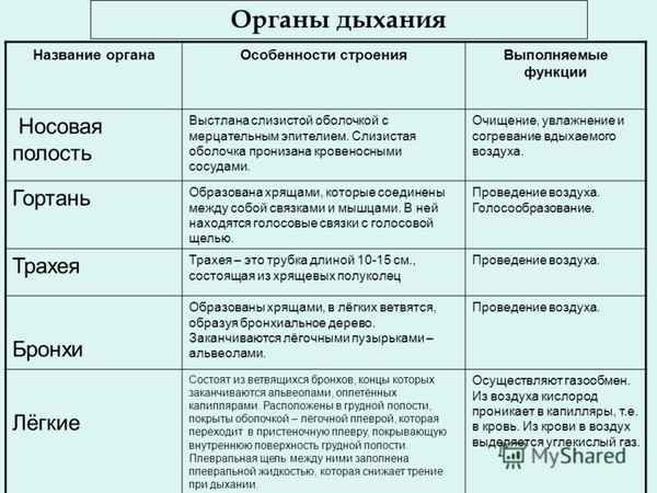 
    Строение и функции органов дыхания

      