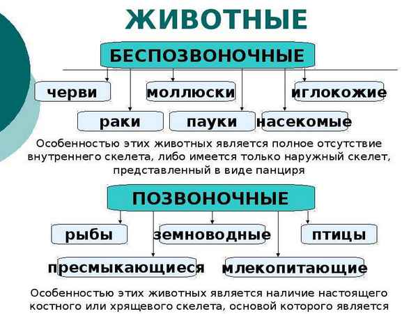 
    Основные признаки и многообразие животных

      