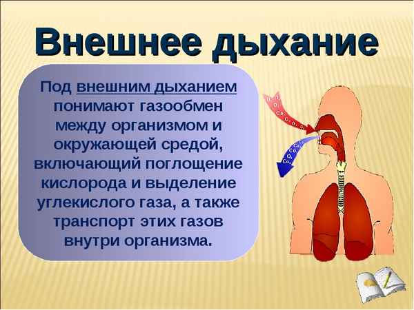 
    Урок-путешествие по дыхательной системе

      