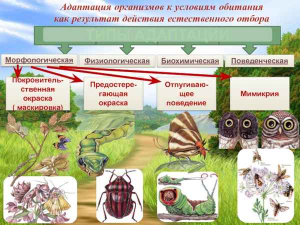 
    Адаптация организмов к условиям обитания как результат действия естественного отбора

      