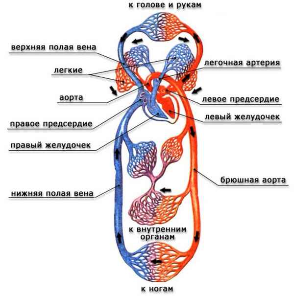 
    Кровеносная система

      