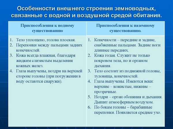 
    Особенности строения земноводных, связанные со средой обитания. 7-й класс

      