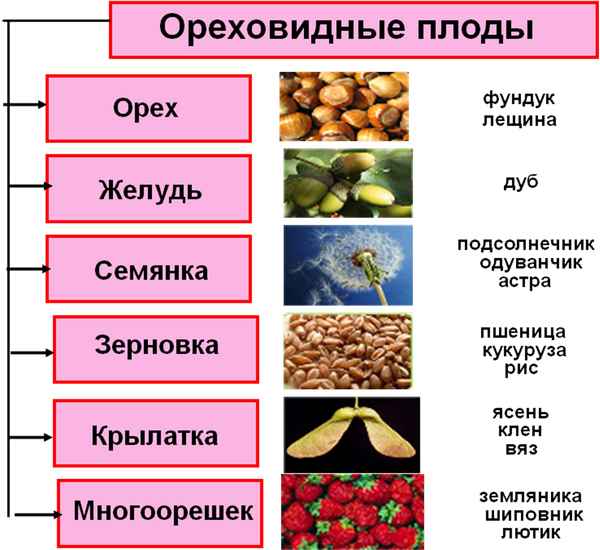 
    Педагогическая мастерская на уроках биологии "Плоды"

      