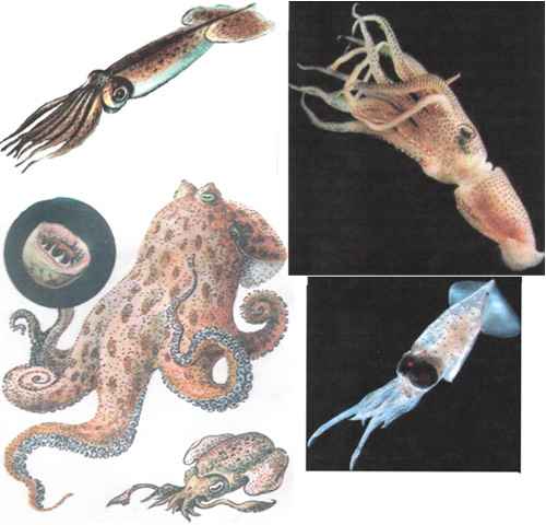 
    Внеклассное занятие "За страницами учебника" для 7-го класса по зоологии на тему «Беспозвоночные животные и их способы движения – ключ к технике»

      