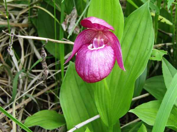 
    Краснокнижные растения Бийского района

      