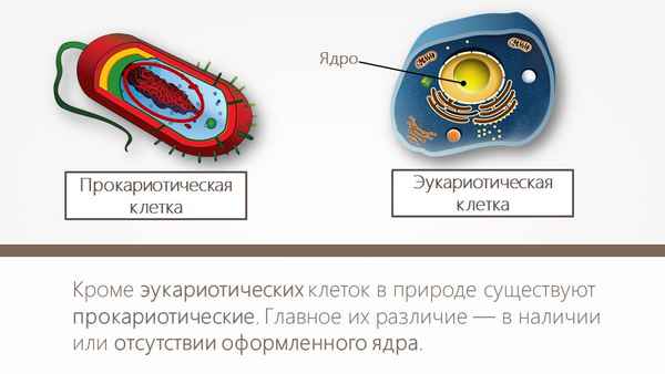 
    Прокариотическая клетка. 9-й класс

      