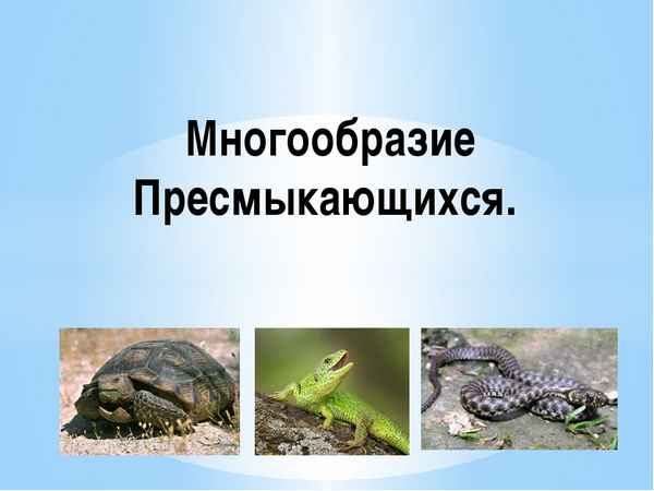
    Многообразие пресмыкающихся. 7-й классс

      