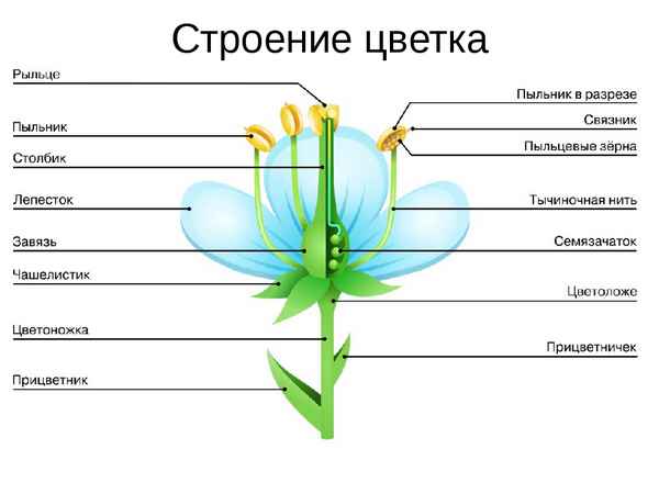 
    Класс цветковых растений. 6-й класс

      