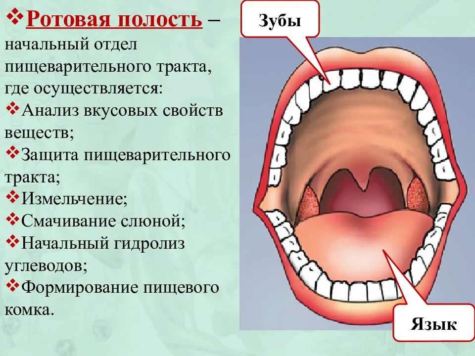 
    Открытый урок "Пищеварение в ротовой полости"

      