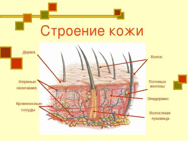 
    Урок по окружающему миру "Кожа. Строение и значение кожи"

      