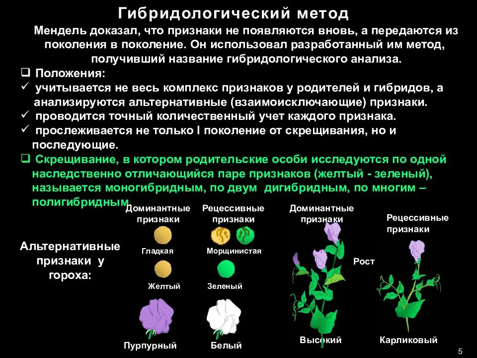 
    Гибридологический метод изучения наследственности. Законы Г.Менделя. Закон доминирования. Второй закон

      