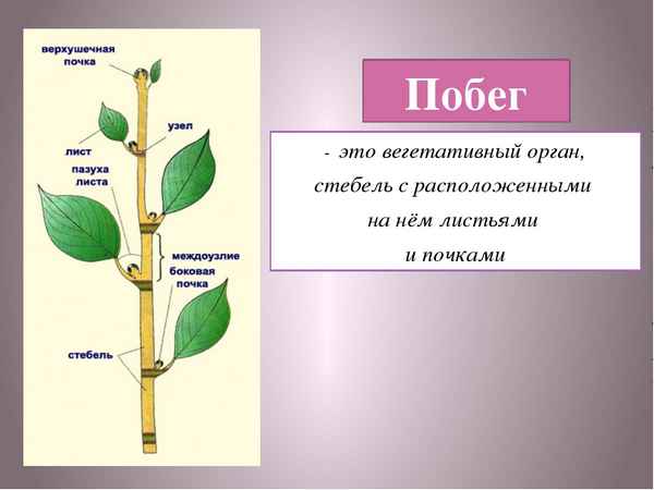 
    Урок-путешествие "Побег". 6-й класс

      