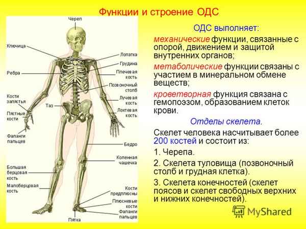 
    Скелет человека, его строение и значение

      