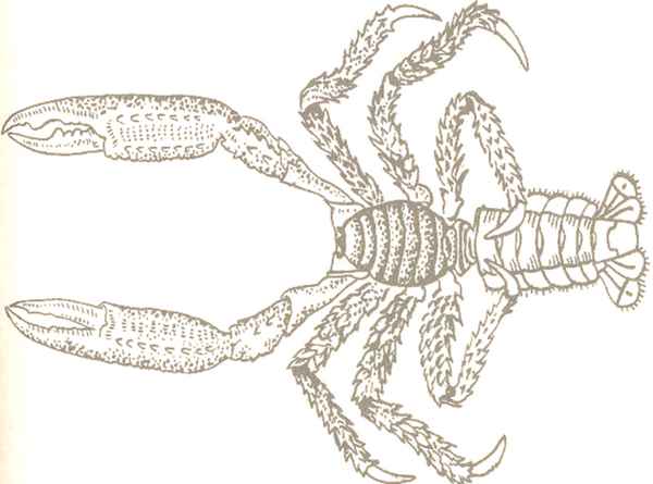 
    Обобщающий урок по биологии "Добро пожаловать в мир беспозвоночных животных"

      