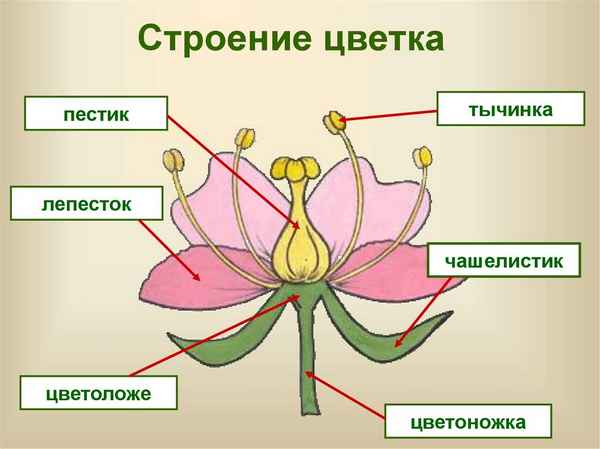 
    Цветок и его строение

      