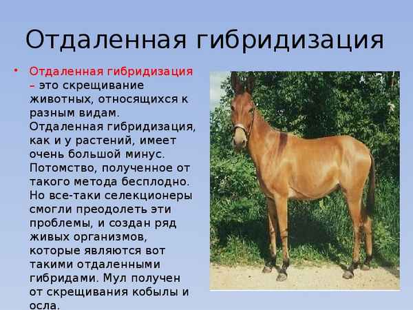 Отдаленная гибридизация растений и животных, потомство