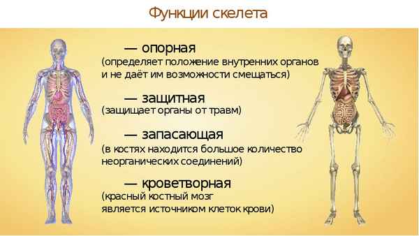 
    Значение опopно-двигательной системы. Строение костей и их состав

      