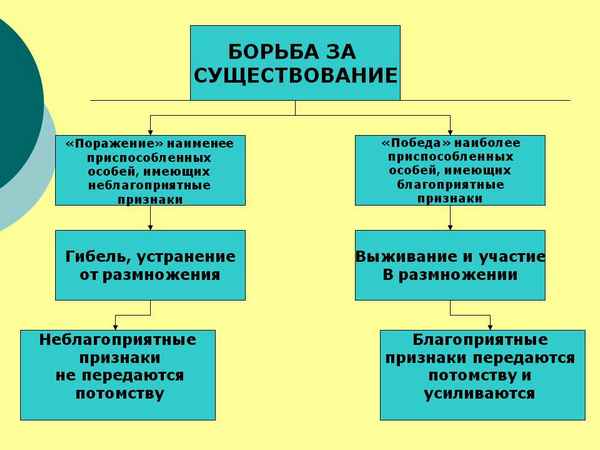 
    Борьба за существование

      