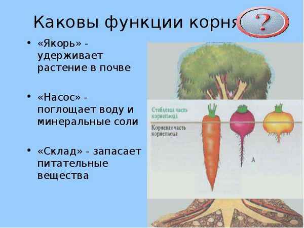 
    Урок в 6-м классе "Корень — якорь и насос"

      