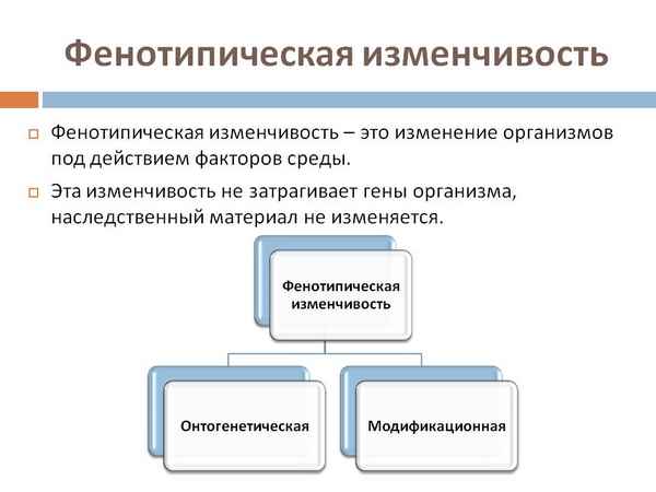 
    Фенотипическая изменчивость

      