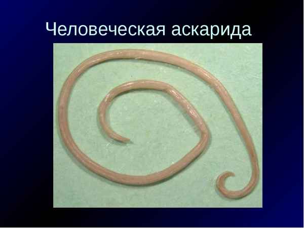 
    Урок по программе "Школа-2100" на тему "Тип Круглые черви. Человеческая аскарида"

      