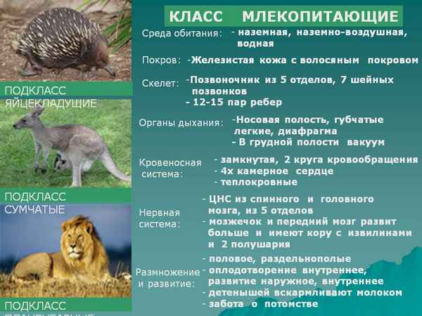 
    Урок зоологии "Класс Млекопитающие. Особенности внешних покровов млекопитающих". 7-й класс

      