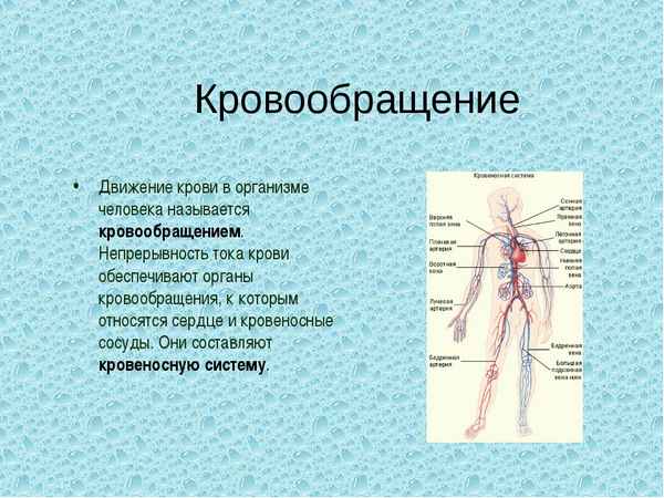 
    Кровь и система кровообращения. 8-й класс, линия В.В. Пасечника

      
