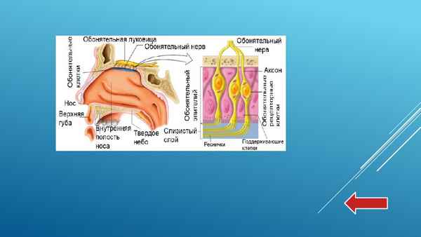 
    Урок-игра "Анализаторы"

      