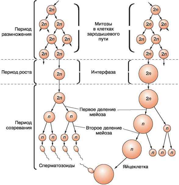 
    Развитие пoлoвых клеток. Мейоз

      