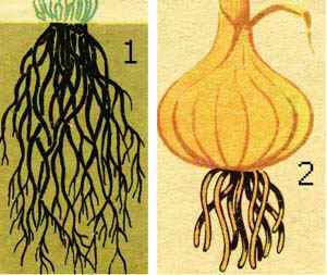 
    Обобщающий урок "Корень". 6-й класс

      