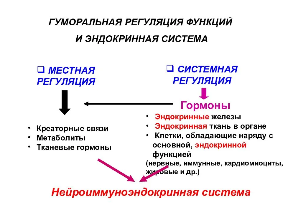 
    Гумopaльная регуляция. Эндокринная система

      