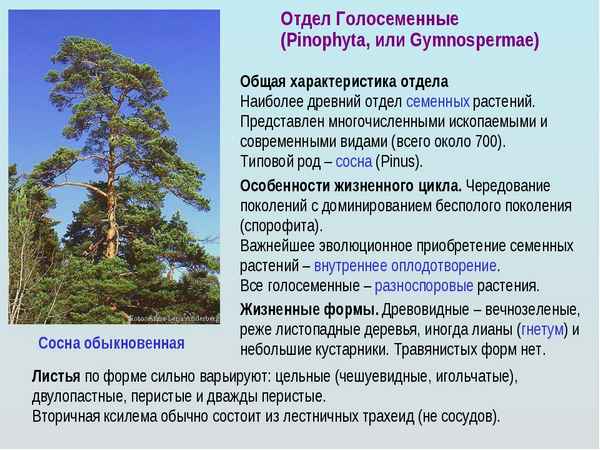 
    Голосеменные растения. Общая хаpaктеристика и значение в природе

      