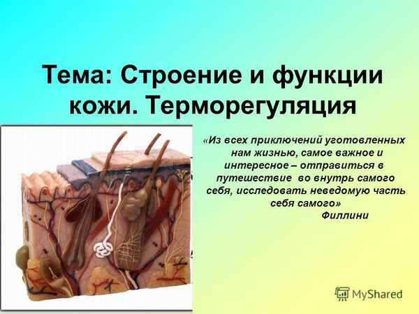 
    Строение и функции кожи. Терморегуляция

      