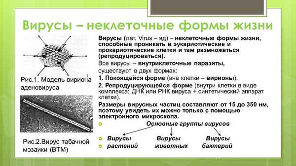 
    Вирусы. Неклеточная форма жизни. 10-й класс

      