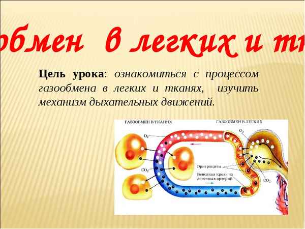 
    Урок "Лёгкие. Газообмен в лёгких и тканях". 8-й класс

      