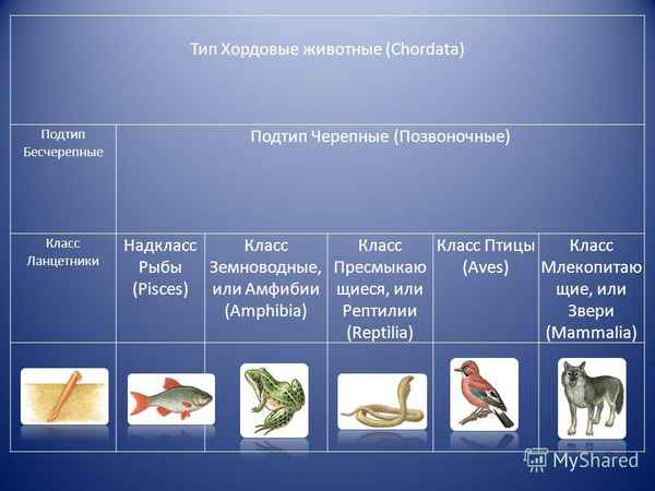 
    Обобщающий урок в 7-м классе по теме "Хордовые животные"

      