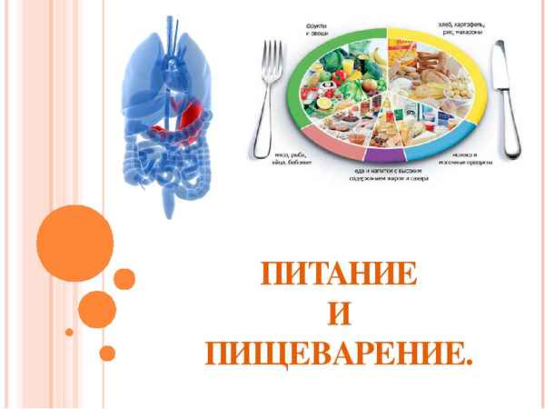 
    Питание и пищеварение. 8-й класс

      