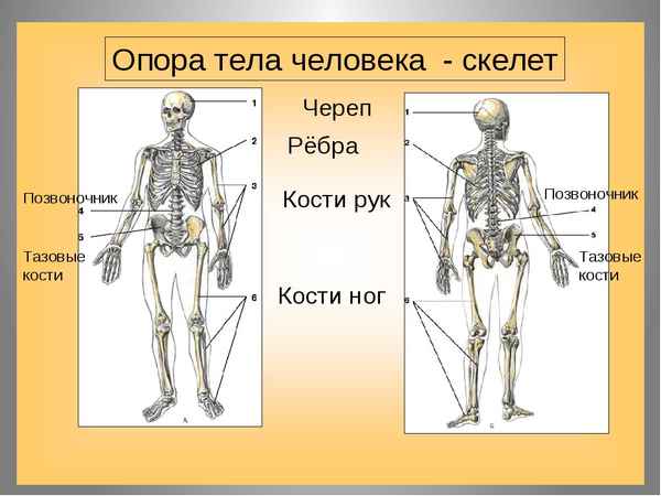 
    Смотр знаний по теме "Скелет человека"

      