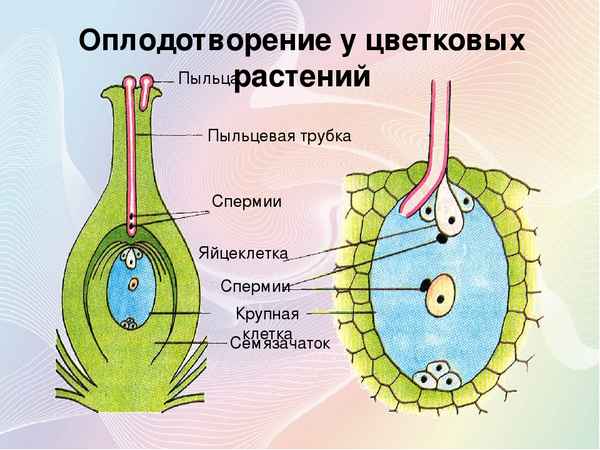 
    Оплодотворение у покрытосеменных растений. 6-й класс

      