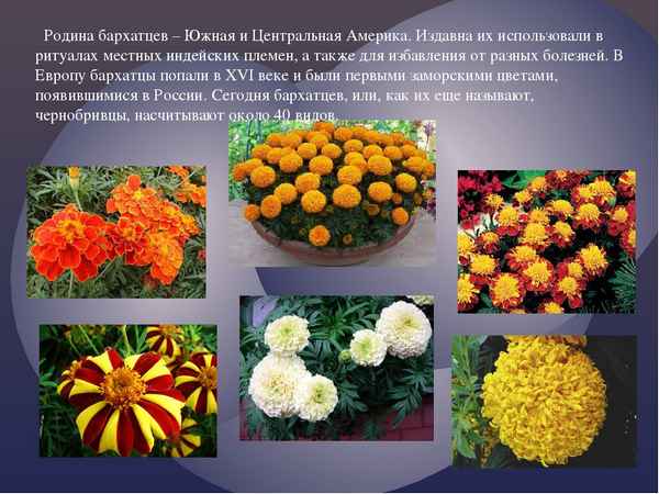 
    Конспект открытого урока в 7-м классе по теме "Однолетние цветочные растения: календула, бархатцы"

      