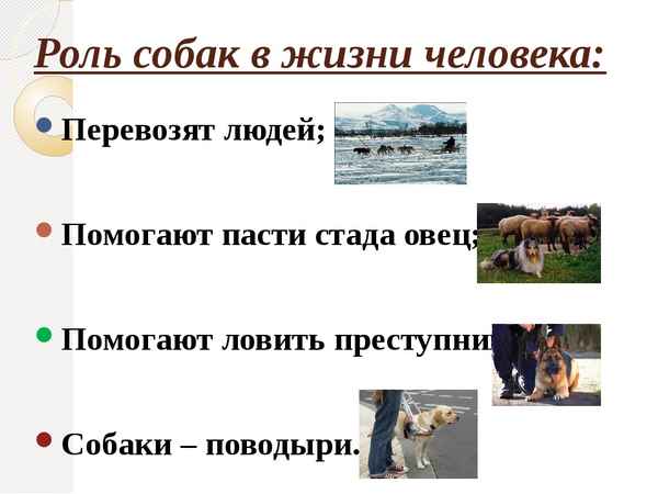 
    Роль собаки в жизни человека

      