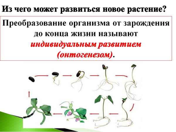 
    Рост и развитие растений. 6-й класс

      