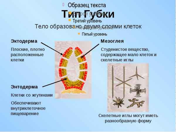 
    Разработка урока по теме "Тип Губки"

      