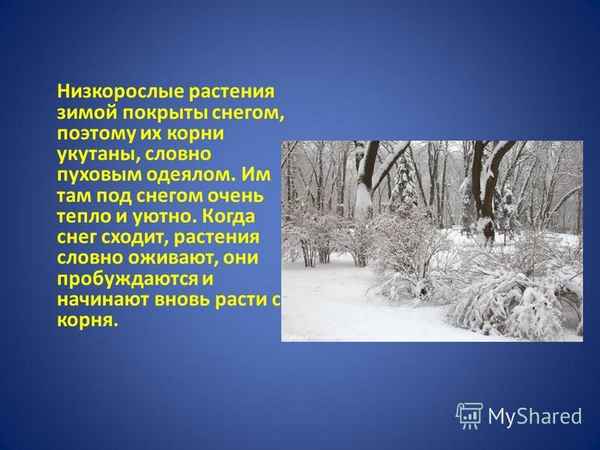 
    Урок-экскурсия "Растения зимой". 6-й класс

      